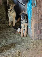 Violet, a female German Shepherd Dog for sale in Oxford, PA – Photo 4 of 5