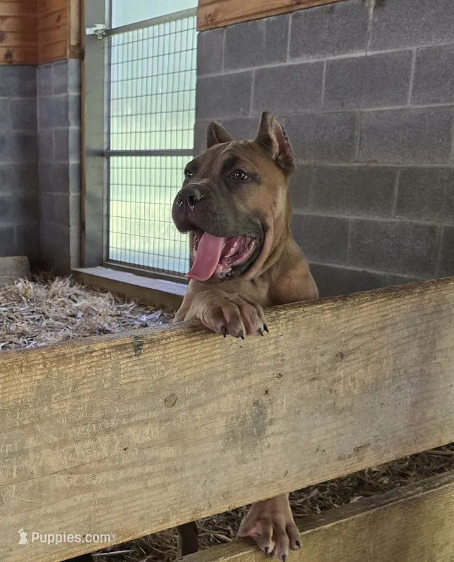 Molly – Cane Corso puppy for sale in Oxford, PA