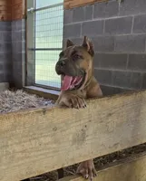 Molly, a female Cane Corso for sale in Oxford, PA – 3 of 9