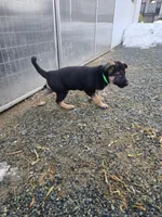 Green, a female German Shepherd Dog for sale in Oxford, PA – Photo 4 of 4