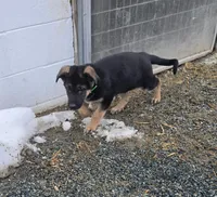 Green, a female German Shepherd Dog for sale in Oxford, PA – Photo 2 of 4