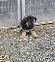 Green, a female German Shepherd Dog for sale in Oxford, PA – Photo 1 of 4