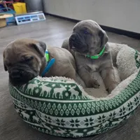 Lisa, a female Cane Corso for sale in Oxford, PA – Photo 6 of 9