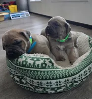 Lisa, a female Cane Corso for sale in Oxford, PA – Photo 6 of 9