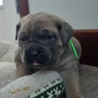 Lisa, a female Cane Corso for sale in Oxford, PA – Photo 3 of 9