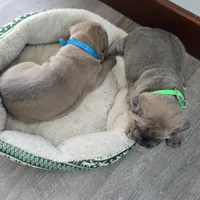 Lisa, a female Cane Corso for sale in Oxford, PA – Photo 5 of 9
