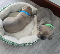 Lisa, a female Cane Corso for sale in Oxford, PA – Photo 5 of 9