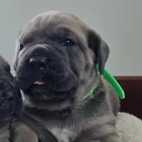 Lisa, a female Cane Corso for sale in Oxford, PA – Photo 2 of 9
