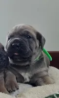 Lisa, a female Cane Corso for sale in Oxford, PA – Photo 2 of 9