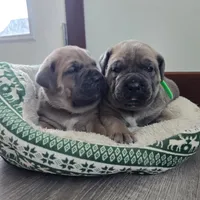 Lisa, a female Cane Corso for sale in Oxford, PA – Photo 4 of 9