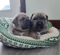 Lisa, a female Cane Corso for sale in Oxford, PA – Photo 4 of 9