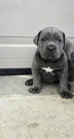 Todd, a male Cane Corso for sale in Oxford, PA – 7 of 10