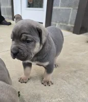 Toby, a male Cane Corso for sale in Oxford, PA – 6 of 8