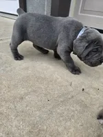 Tiger, a male Cane Corso for sale in Oxford, PA – 5 of 9