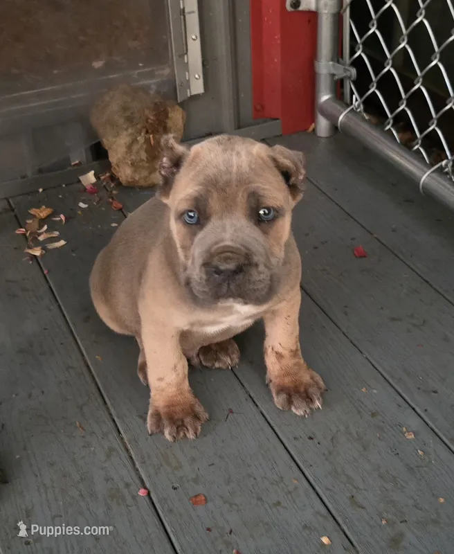 Paul – Cane Corso puppy for sale in Oxford, PA
