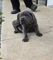 Tiger, a male Cane Corso for sale in Oxford, PA – 3 of 9