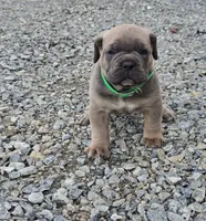 Thomas, a male Cane Corso for sale in Oxford, PA – 2 of 9