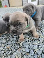 Thomas, a male Cane Corso for sale in Oxford, PA – 7 of 9