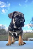 Betty, a female Cane Corso for sale in Oxford, PA – Photo 2 of 7