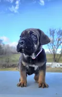 Betty, a female Cane Corso for sale in Oxford, PA – Photo 5 of 7