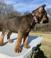 Betty, a female Cane Corso for sale in Oxford, PA – Photo 7 of 7