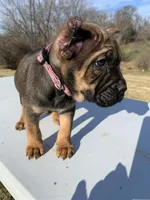 Betty, a female Cane Corso for sale in Oxford, PA – Photo 1 of 7