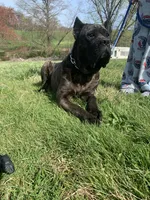 Betty, a female Cane Corso for sale in Oxford, PA – Photo 4 of 7