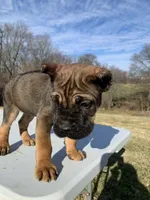 Betty, a female Cane Corso for sale in Oxford, PA – Photo 6 of 7