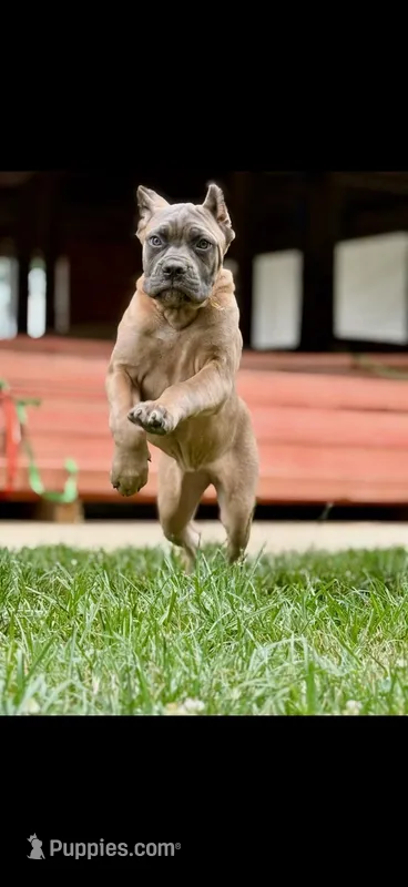 Molly – Cane Corso puppy for sale in Oxford, PA