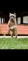 Molly, a female Cane Corso for sale in Oxford, PA – 1 of 9