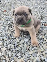 Thomas, a male Cane Corso for sale in Oxford, PA – 8 of 9