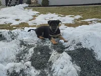 Max brown collar, a male German Shepherd Dog for sale in Oxford, PA – Photo 1 of 5