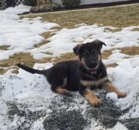 Max brown collar, a male German Shepherd Dog for sale in Oxford, PA – Photo 3 of 5