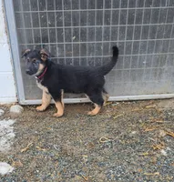 Max brown collar, a male German Shepherd Dog for sale in Oxford, PA – Photo 4 of 5