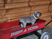 Mabel, a female Cane Corso for sale in Oxford, PA – Photo 1 of 5