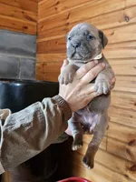 Mabel, a female Cane Corso for sale in Oxford, PA – Photo 3 of 5