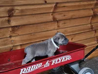 Mabel, a female Cane Corso for sale in Oxford, PA – Photo 4 of 5