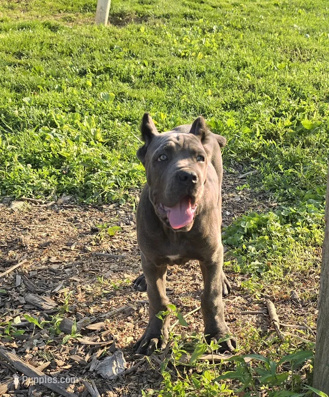 Peter – Cane Corso puppy for sale in Oxford, PA