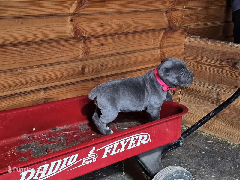 Matilda – Cane Corso puppy for sale in Oxford, PA