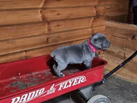 Matilda, a female Cane Corso for sale in Oxford, PA – Photo 1 of 3