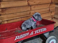 Matilda, a female Cane Corso for sale in Oxford, PA – Photo 2 of 3