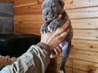 Matilda, a female Cane Corso for sale in Oxford, PA – Photo 3 of 3