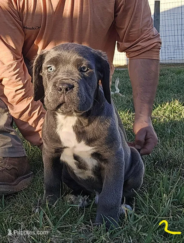 Axel – Cane Corso puppy for sale in Oxford, PA