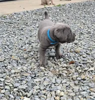 Todd, a male Cane Corso for sale in Oxford, PA – 2 of 10