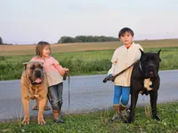 Tiger, a male Cane Corso for sale in Oxford, PA – 6 of 9