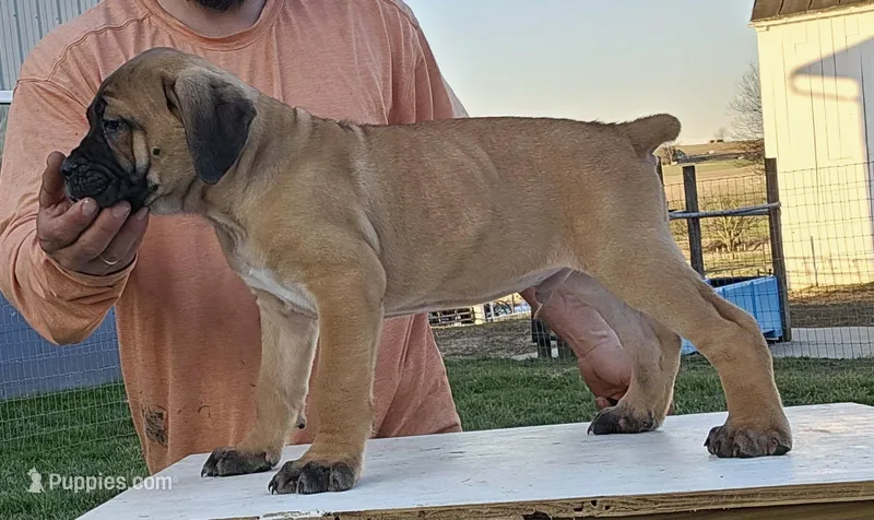 Aiden – Cane Corso puppy for sale in Oxford, PA