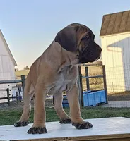 Aiden, a male Cane Corso for sale in Oxford, PA – Photo 2 of 4