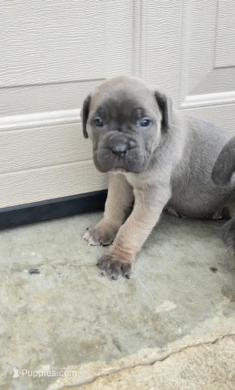 Tate – Cane Corso puppy for sale in Oxford, PA
