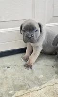 Tate, a female Cane Corso for sale in Oxford, PA – 1 of 9