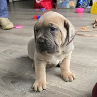 Honey, a female Cane Corso for sale in Oxford, PA – Photo 1 of 8